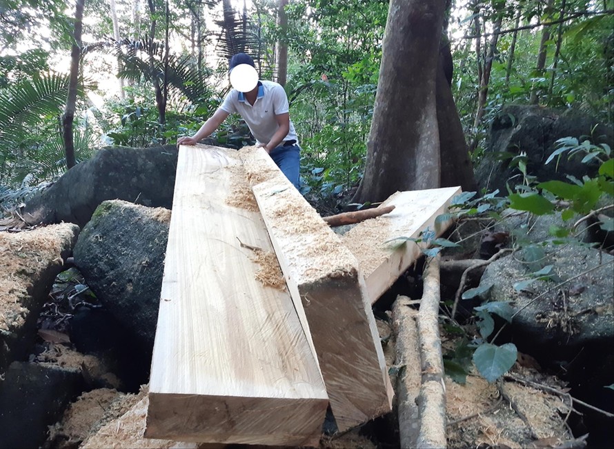 Hiện trường vụ phá rừng tại Kông Chro mà PV báo Tiền Phong phát hiện 