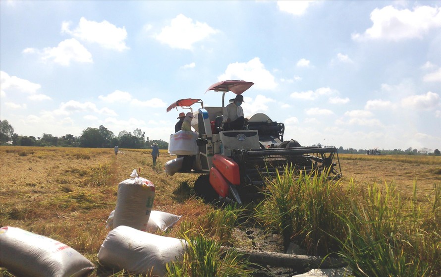 Thu hoạch lúa Đông Xuân tại ĐBSCL. Ảnh: CẢNH KỲ 