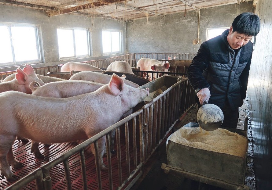 Một nông dân nuôi lợn ở tỉnh Hà Bắc, Trung Quốc. Ảnh: REUTERS 