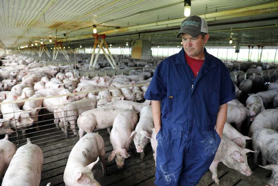 Một nông dân nuôi lợn ở Iowa, Mỹ 