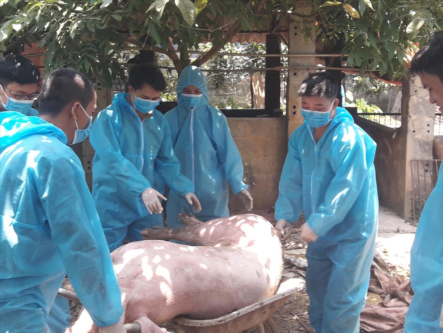 Tiêu hủy lợn bị dịch tả châu Phi tại huyện Mỹ Đức 