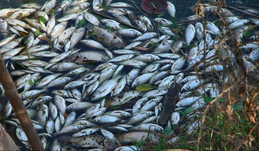 Cá chết trắng trên sông Châu Giang - Ảnh: Giang Nam 