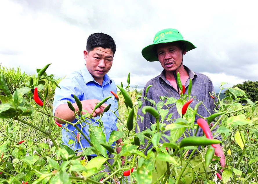 Ông Phan Đình Sơn (đội mũ) rất vui khi nói về cách chăm sóc để vườn ớt cho quả trên vùng đất sỏi đá 