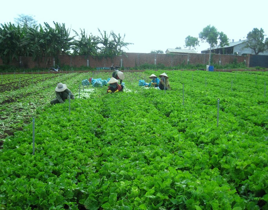 Một trang trại rau của huyện Ea Kar 