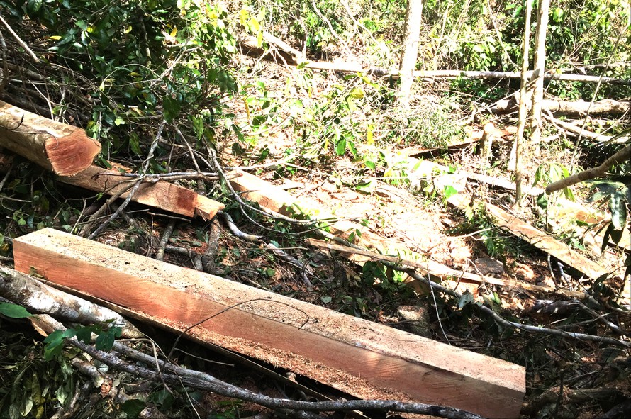 Gỗ rừng tại khu vực giáp ranh Đắk Lắk-Gia Lai bị khai thác trái phép