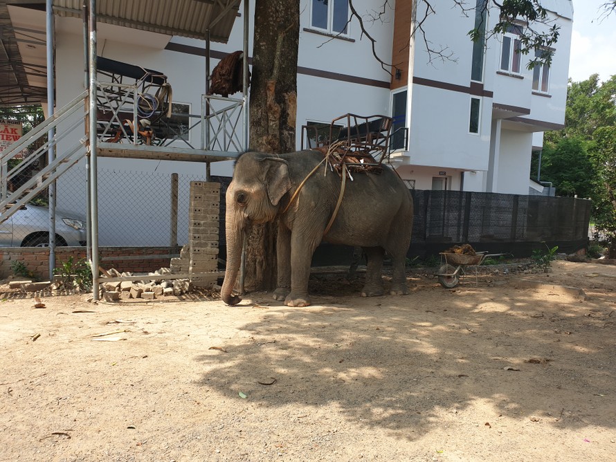 Một con voi nhà huyện Lắk được dùng để chở khách du lịch 