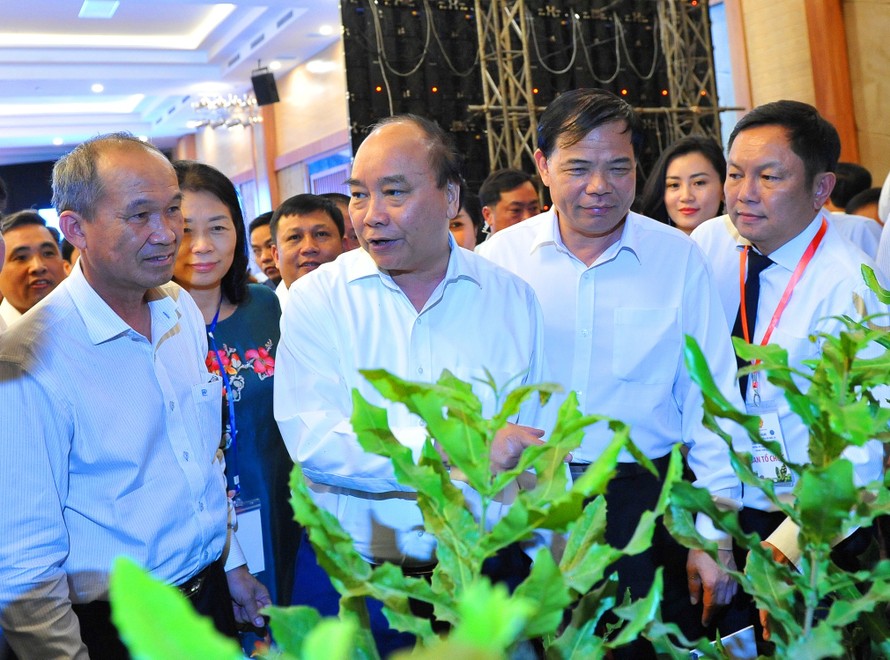 Thủ tướng Nguyễn Xuân Phúc tìm hiểu giống cây Mắc ca
