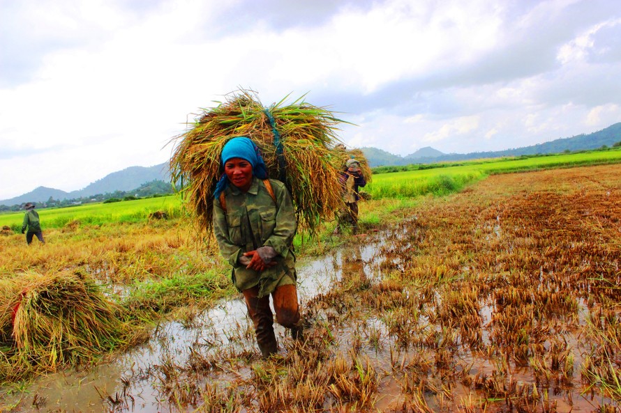 Mưa lớn gây khó khăn cho việc thu hoạch lúa