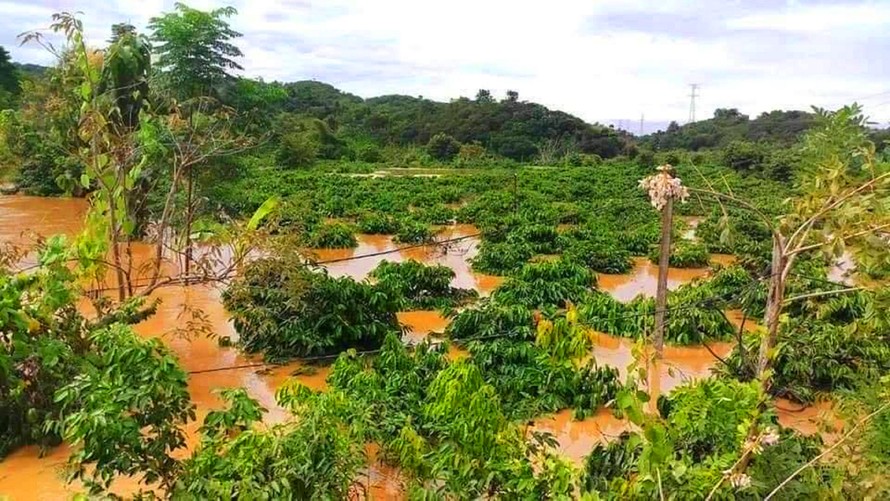 Cây trồng của người dân Krông Nô bị ngập trong nước