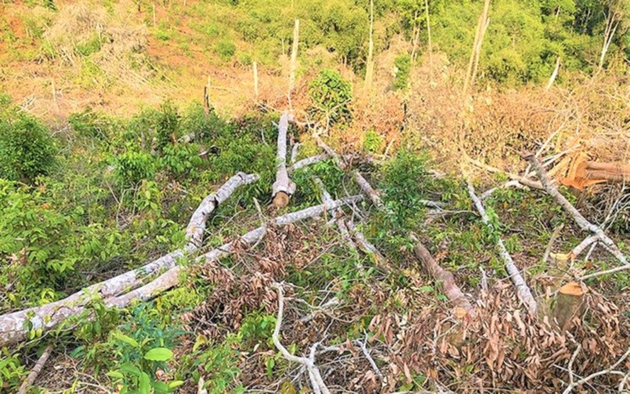 Một vụ phá rừng tại Đắk Nông