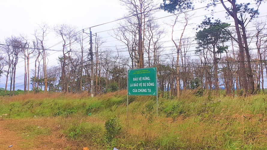 Rừng thông dọc Quốc lộ 28 (đoạn qua huyện Đắk G'long) bị đầu độc