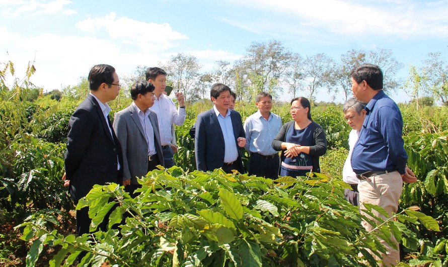 Thứ trưởng Lê Quốc Doanh (thứ 5 từ phải sang) thăm mô hình cà phê ở Đắk Lắk