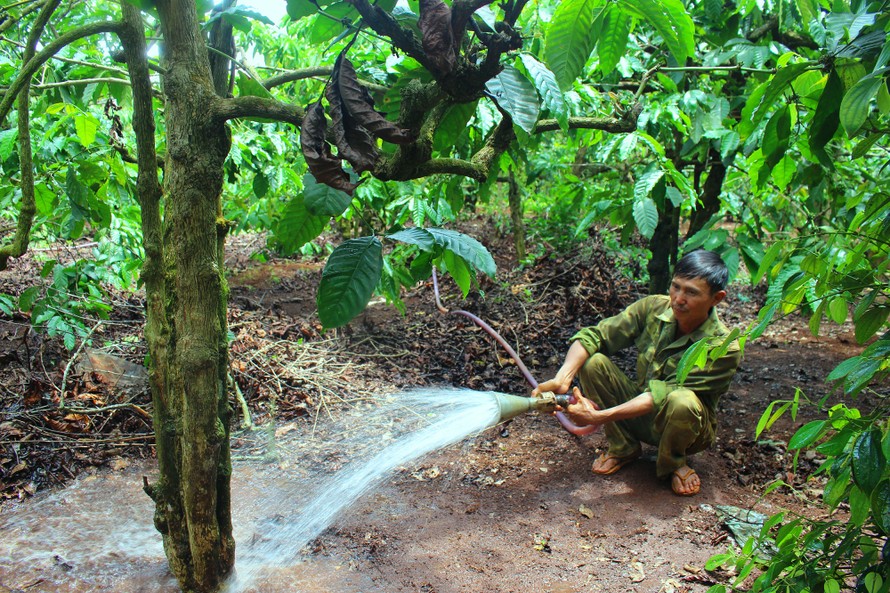 Người nông dân tưới dí trực tiếp cho cây cà phê