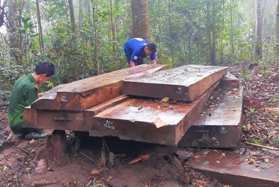 Một vụ phá rừng tại huyện Krông Bông năm 2020