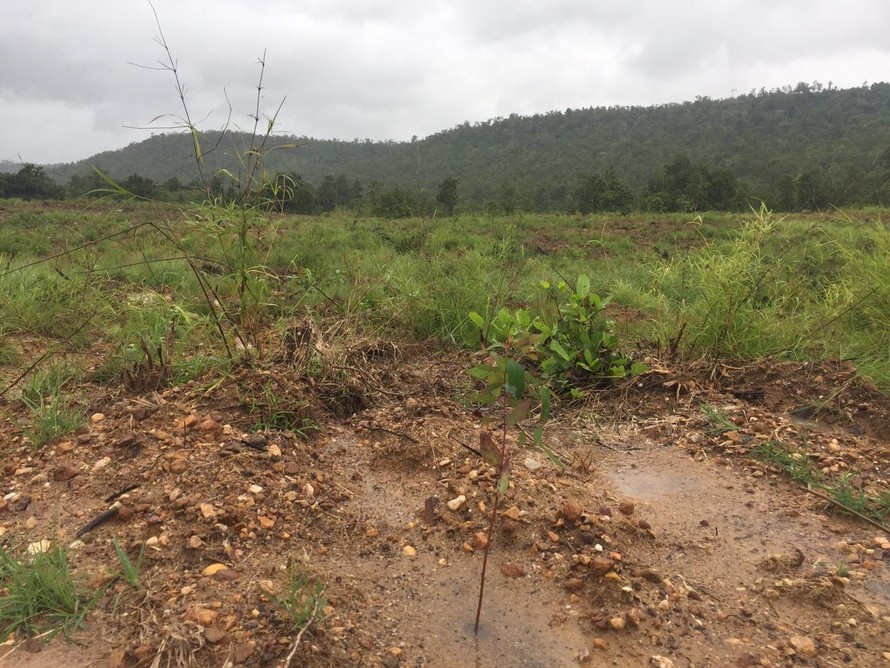 Khu vực 34ha rừng phòng hộ bị phá ở huyện Chư Sê, Gia Lai. Ảnh: Đình Văn