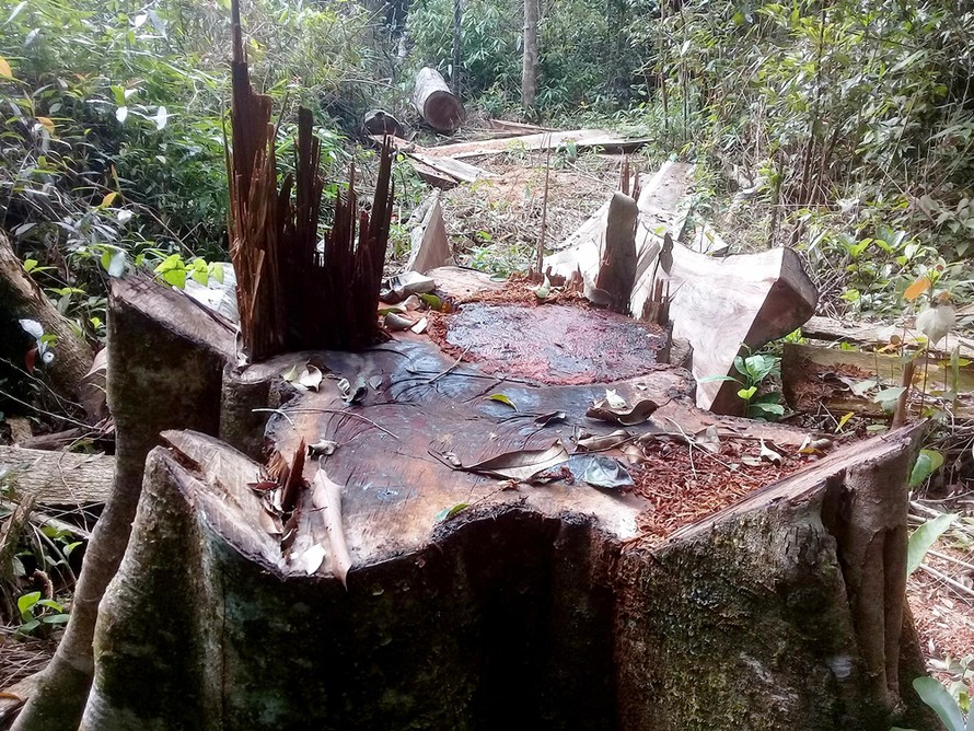 Rừng hương ở Vườn quốc gia Kon Ka Kinh bị đốn hạ. Ảnh cán bộ cung cấp