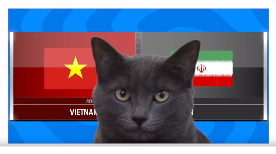 ‘Mèo tiên tri nước Anh’ dự đoán tuyển Việt Nam thua Iran