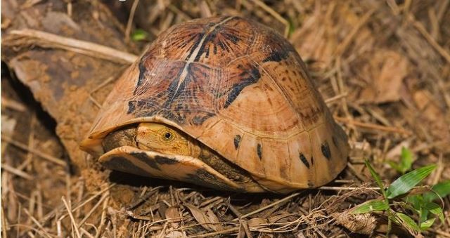 Khám phá về rùa hộp trán vàng siêu hiếm của Việt Nam