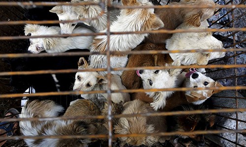Chó bị nhốt trong lồng tại một khu chợ trước lễ hội thịt chó tại thị trấn Ngọc Lâm, tỉnh Quảng Tây, Trung Quốc. Ảnh: Reuters. 