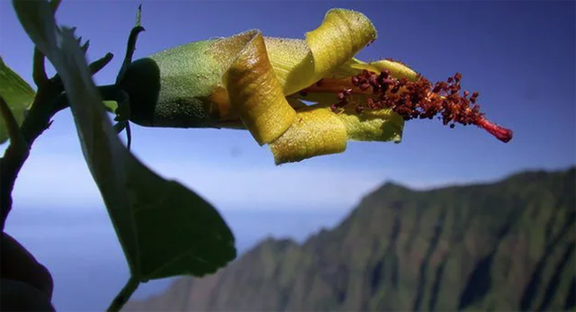 Hình ảnh loài hoa được cho là tuyệt chủng mới được tìm thấy ở Hawaii. 