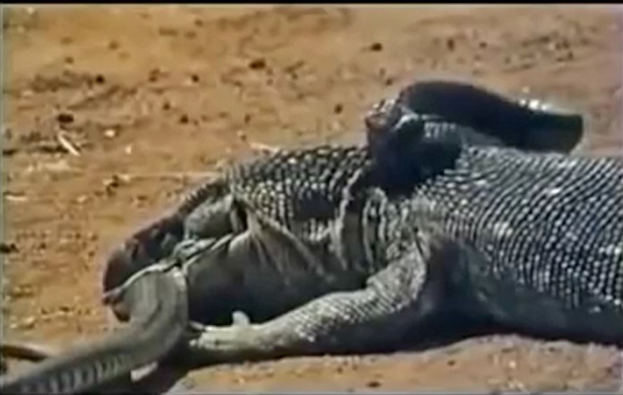 VIDEO: Hãi hùng cảnh kỳ đà khổng lồ 'xé xác' hổ mang chúa