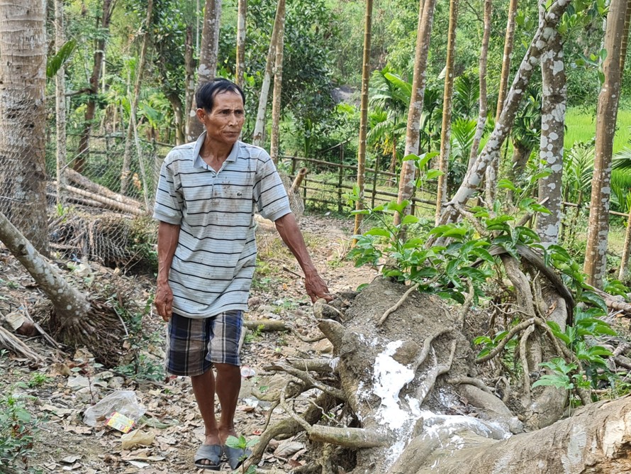 Ông Hồ Văn Đơn bên một cây dó hơn 20 năm tuổi bị bão xô bật gốc 