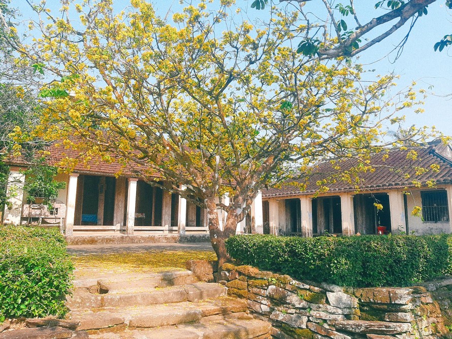 Gốc mai cổ thụ bên ngôi nhà cổ trăm năm của ông Đồng Viết Mão tại làng cổ Lộc Yên