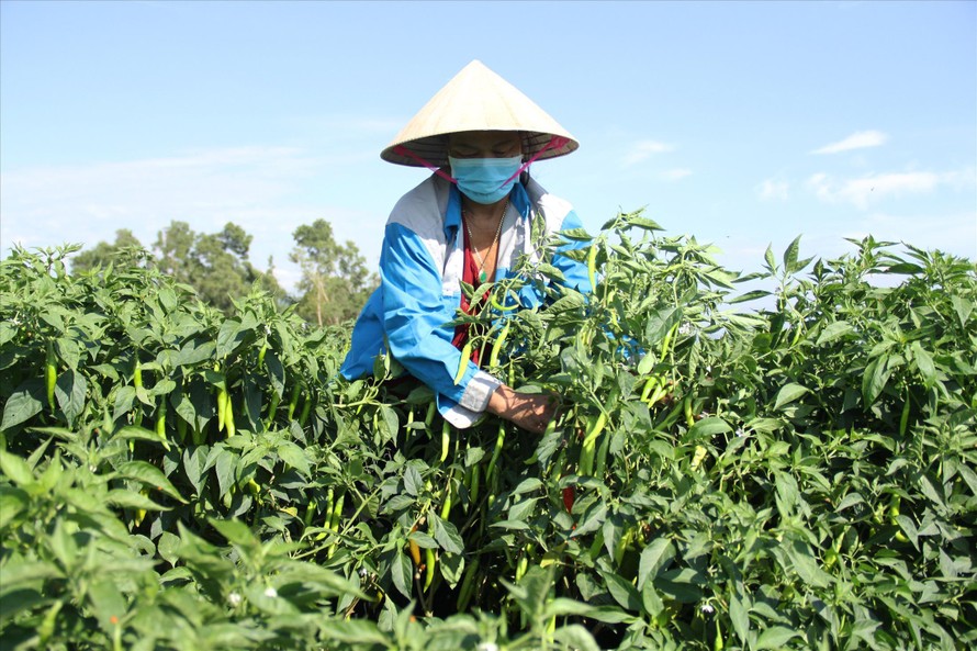  Các hộ nông dân ở thôn Bồ Bản (xã Hòa Phong, huyện Hòa Vang, Đà Nẵng) đang lo lắng ớt được mùa nhưng không được thu mua. 