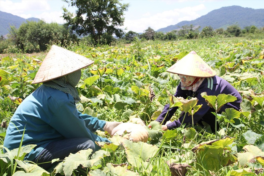 Giá bí đỏ tại các vườn ở huyện Ea Kar, Đắk Lắk chỉ từ 1.000 đồng/kg 