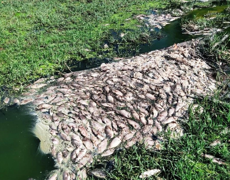 Cá tự nhiên tại các ao hồ gần nhà máy ở KCN Phong Điền chết hàng loạt vào giữa tháng 8/2021 