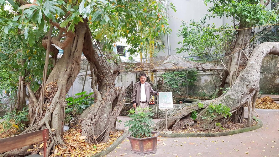 Thủ từ Nguyễn Xuân Trang bên hai cây si di sản trong đình - đền Hào Nam. Ảnh: Võ Hóa