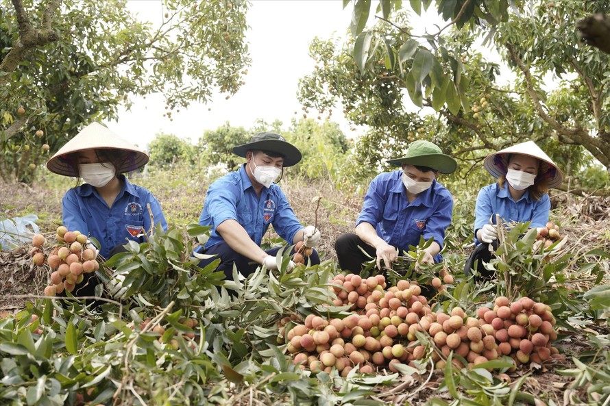 Các bạn trẻ Lục Ngạn (Bắc Giang) giúp người dân thu hoạch vải thiều ẢNH: N.T 
