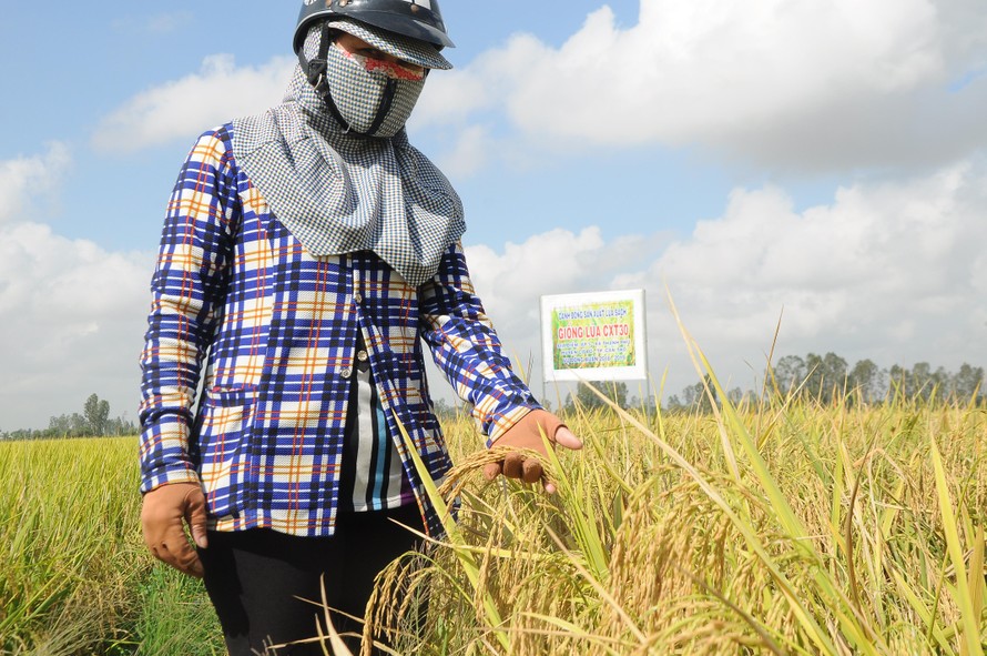 Lúa chín ở đồng, nhưng nông dân gặp khó trong thu hoạch, thương lái và DN khó thu muaẢnh: Cảnh Kỳ 