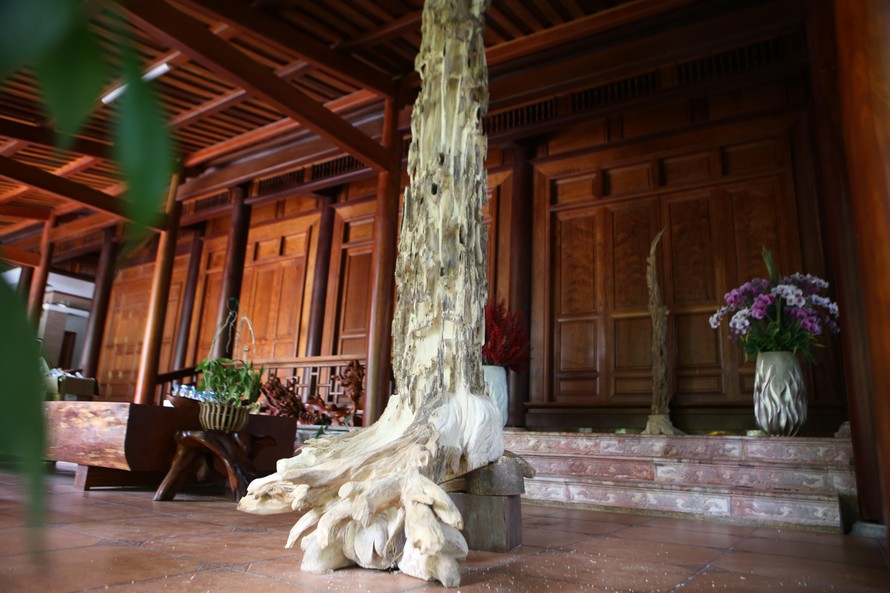 Một góc cây dó trầm “khủng” đã được chế tác làm cảnh để trong nhà