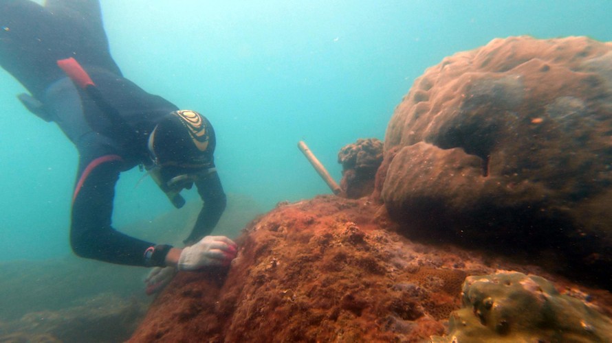 Thành viên Sasa đang cấy san hô lên giá thể tự nhiên Ảnh: Sasa 