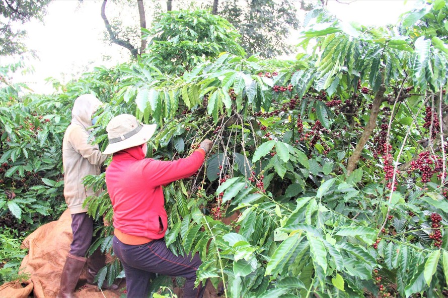 Nông dân Đắk Lắk đang thu hoạch cà phê