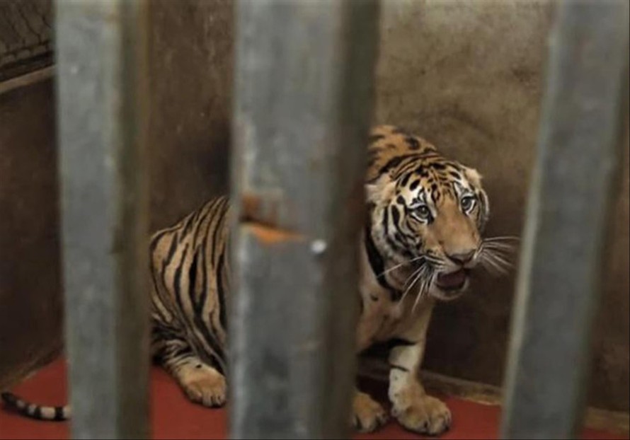 Hổ bị nuôi nhốt trong hầm kín tại nhà dân ở Đô Thành, Yên Thành, Nghệ An 