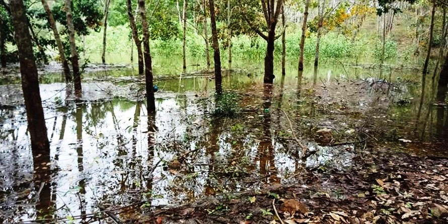 Đất trồng rừng, cây lâm nghiệp của người dân Nam Đông bị ngập úng, lụi chết do tích nước hồ chứa 