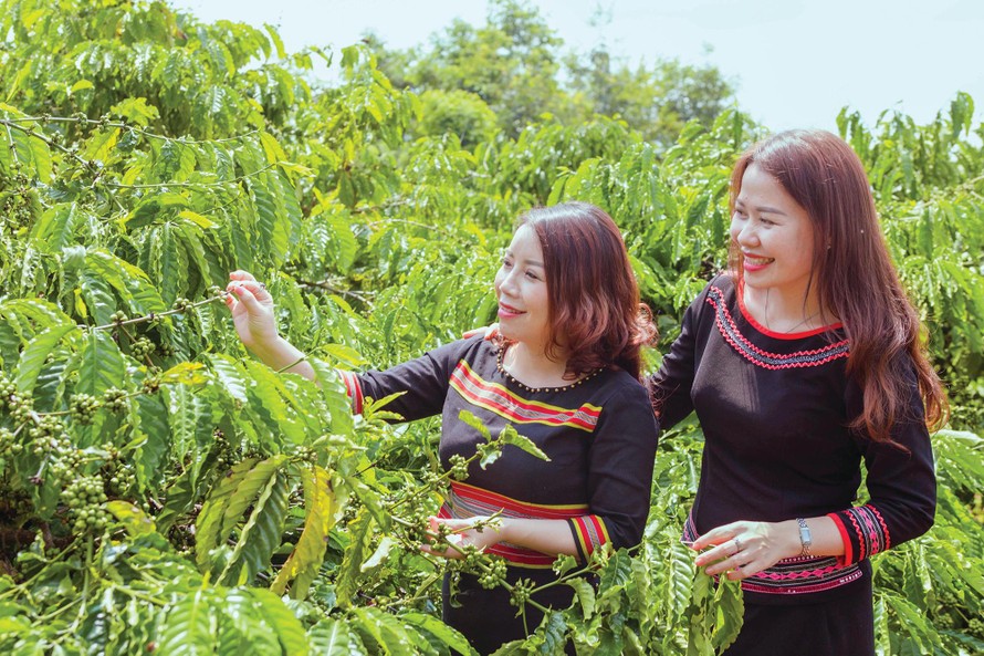 Vườn cà phê hữu cơ của anh Vương nằm trong mô hình du lịch cộng đồng