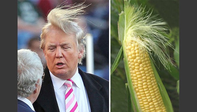 Mái tóc “kỳ quặc” của ông Donald Trump
