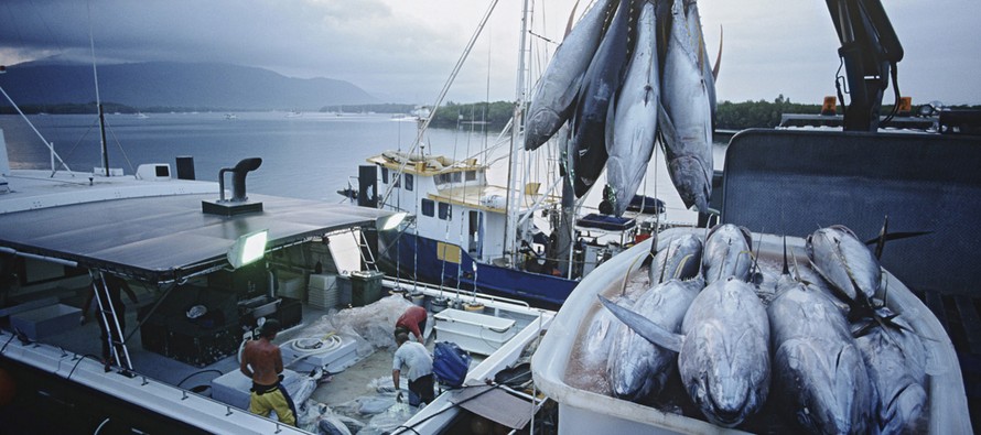 Cá ngừ đại dương - nguồn lợi từ kinh tế biển Ảnh: G.M