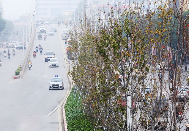Những cây phong lá đỏ trên đường Trần Duy Hưng, Hà Nội sau thời kỳ rụng lá Ảnh: Anh Tuấn