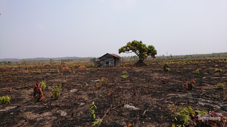 Đất rừng thuộc phần quản lý của Cty Chế biến thực phẩm và Lâm nghiệp Đắk Lắk bị tàn phá, lấn chiếm.