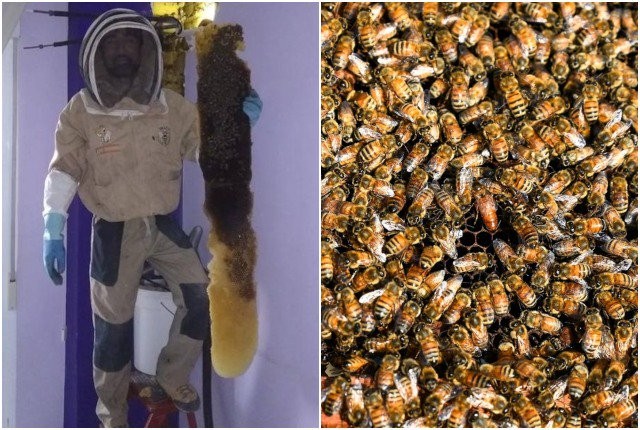 Thế giới bốn phương: Sống chung với 80 nghìn con ong