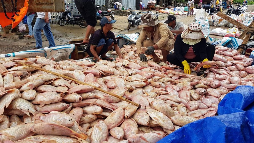 Cá nuôi bè tại xã Thanh Sơn (Định Quán) chết hàng loạt do nước lũ