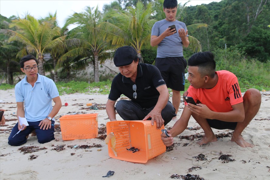 Trứng rùa đưa xuống các hố cát đào sâu khoảng 50cm Ảnh: Thanh Trần 