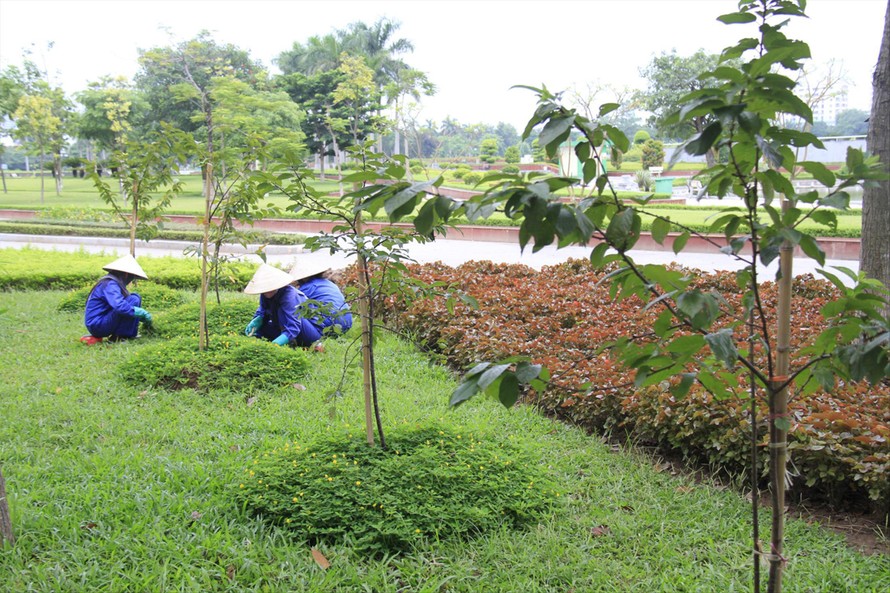 Công nhân chăm sóc số cây hoa anh đào đang được trồng tại Công viên Hòa Bình Ảnh: Trường Phong