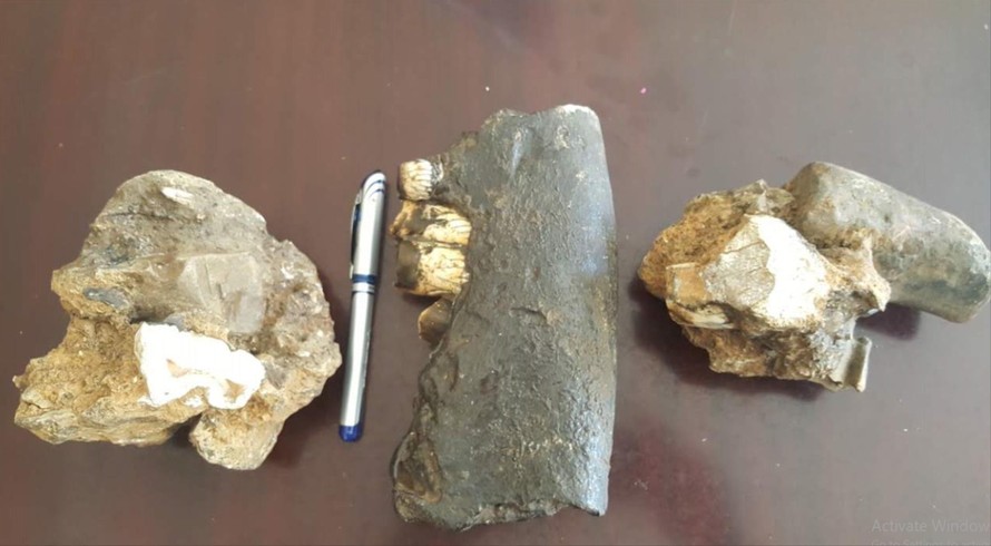 3 mẫu hóa thạch tê giác được phát hiện trong hang động Ảnh: H.N