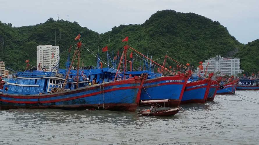  Nhiều tàu cá đã chủ động trú tránh để ứng phó với bão số 6 dự báo sẽ ảnh hưởng trực tiếp đến các tỉnh Nam Trung bộ trong thời gian tới Ảnh: Bình Phương