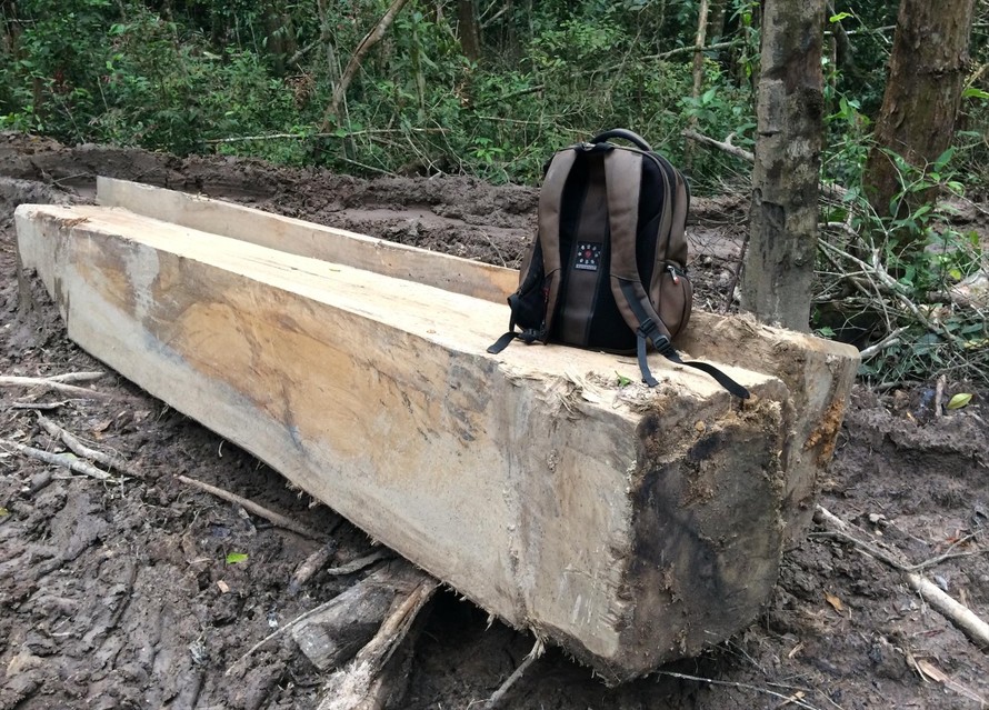Hiện trường vụ phá rừng ở huyện Kon Plông tháng 9/2019 